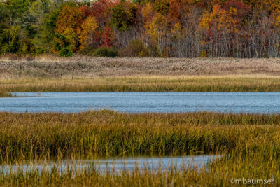 Cheesequake State Park, NJ 82843