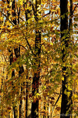 Cheesequake State Park, NJ (Green Trail) 83208