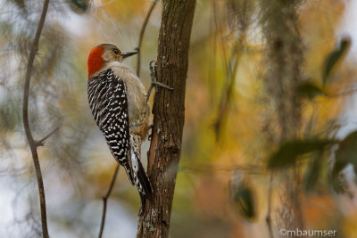 Red Bellied Woodpecker 86526