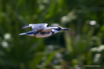 Belted Kingfisher In Flight 87648