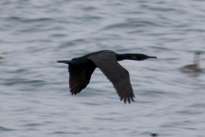 Brandt's Cormorant