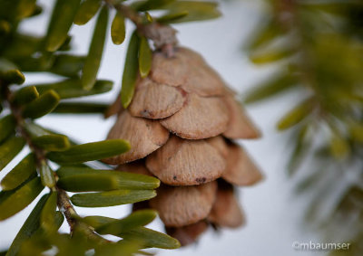 Little Pinecone