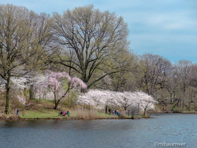 Cherry Blossoms of Branch Brook Park, NJ