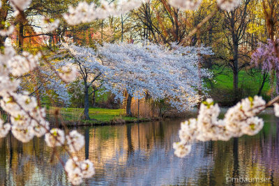 Branch Brook Park 90800