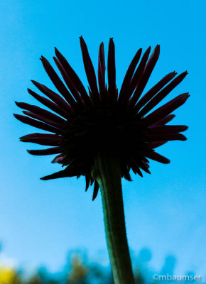 Flower Silhouette 