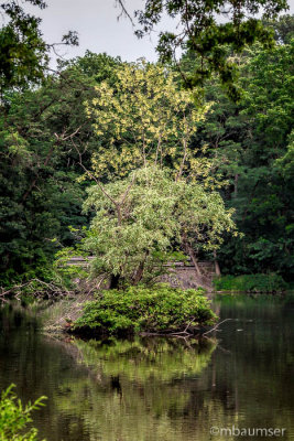 Tree In The Pond