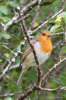 Robin