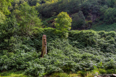 Powerscourt Waterfall 98024