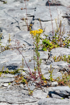 The Burren  (Karst Dome) 98513