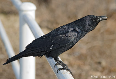 American Crow