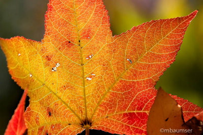 Golden Leaf