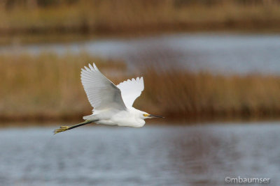 Snowy Egret 105340