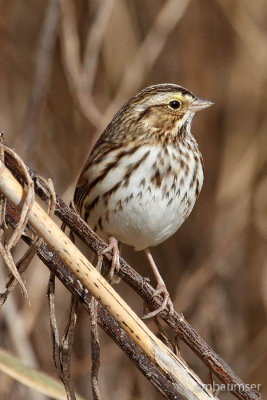 Savannah Sparrow 105377