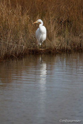 Great White Egret 105386