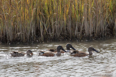 Northern Shoveler 105450