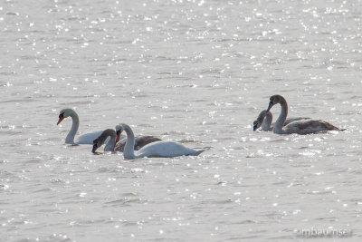 Mute Swan 105521