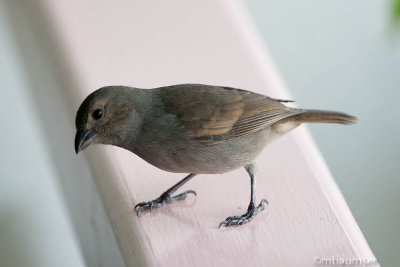 Barbados Bullfinch