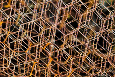 Chicken Wire Abstract