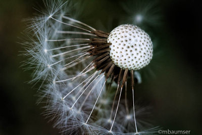 Dandelion