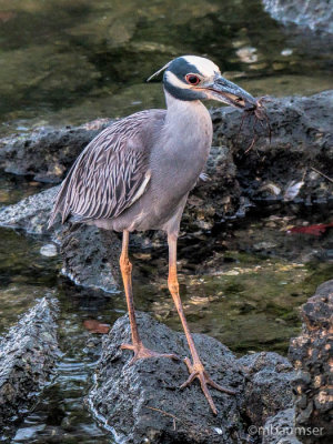 Yellow-crowned Night Heron