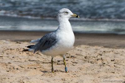 Banded Ring Billed Gull