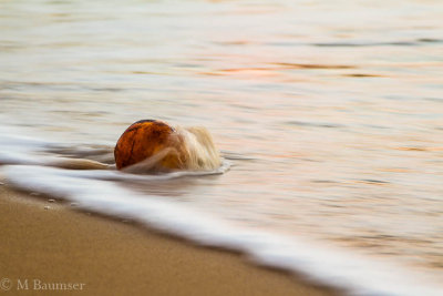 Coconut In The Surf 117776