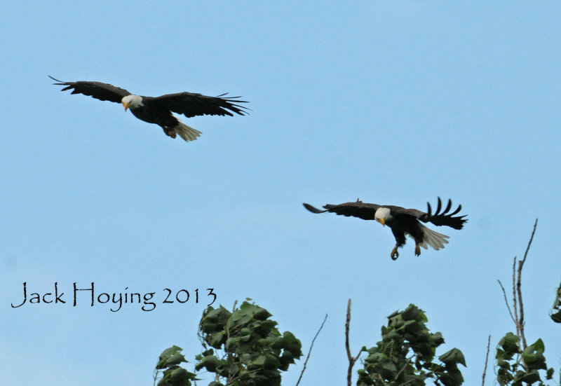 Grand Lake Bald Eagles 06-02-2013