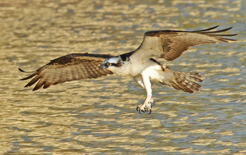 Ft. Myers, Florida Birds, 10-2014
