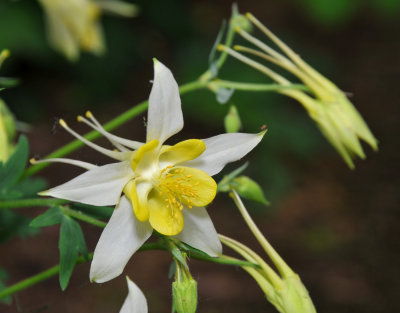 Columbine