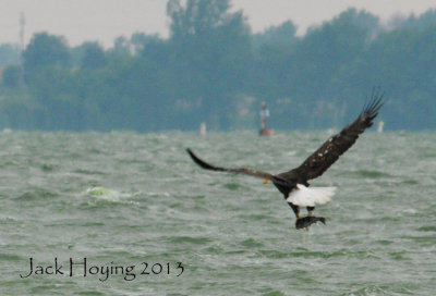Grand Lake Bald Eagles 06-02-2013