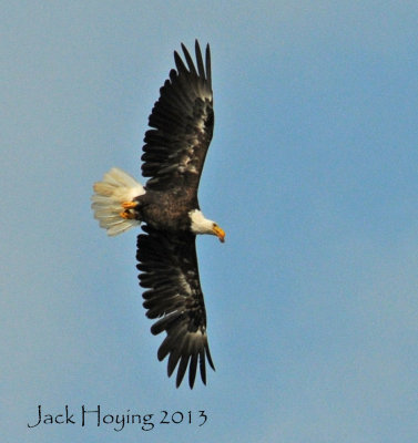 Bald Eagle on Grand Lake