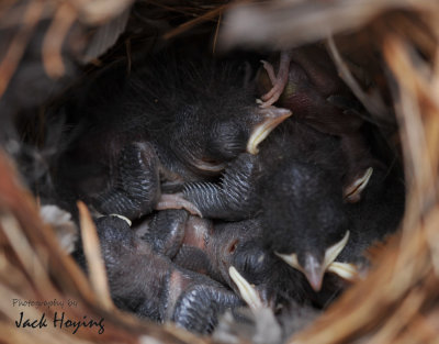 7 Wrens in a 2 wide nest!