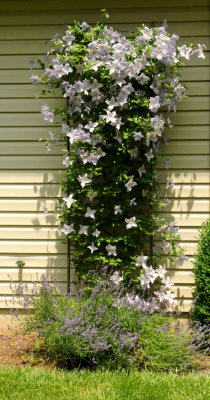 Clematis Blooms