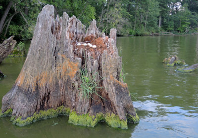 Abandoned Duck nest in stump on Lake Loramie