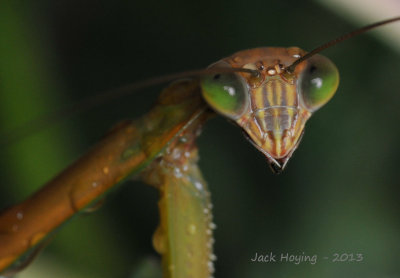 Preying Mantis close-up