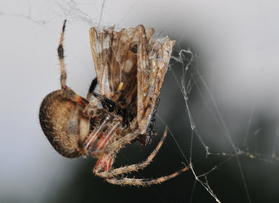 Spider with a meal
