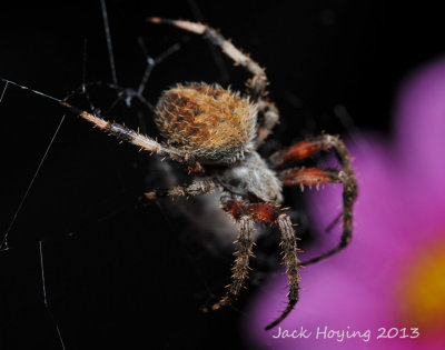 Back Porch Spider
