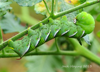 Tomato Worm