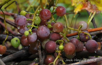 Grapes on our vines