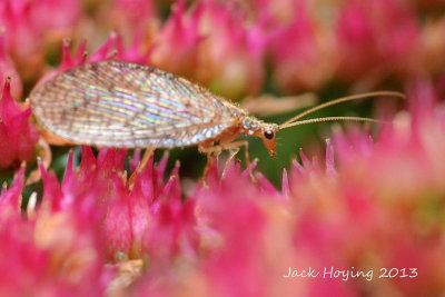 Tiny Brown Lacewing (about 1/4, 24mm)