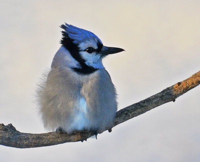 Bluejay on a very cold morning (taken through a steamed up window)