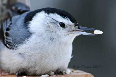 Nuthatch with a flax seed