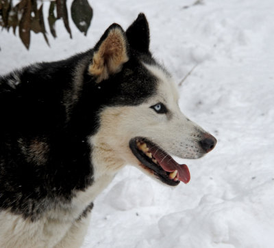 Our neighbor's Siberian Husky, who loves this record cold winter.