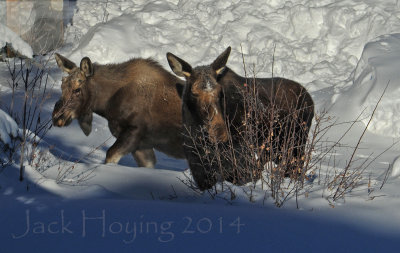 Moose in the Neighborhood!