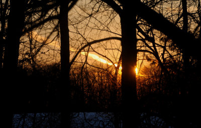 Tonights Sunset through the trees