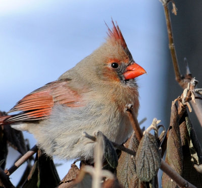Female Cardinal