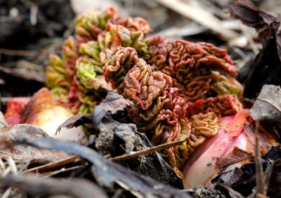Rhubarb emerging on the first day of Spring