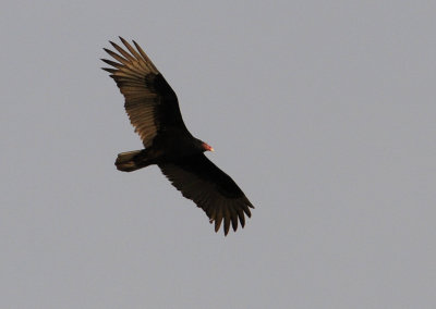 First Buzzard (Turkey Vulture) of the season