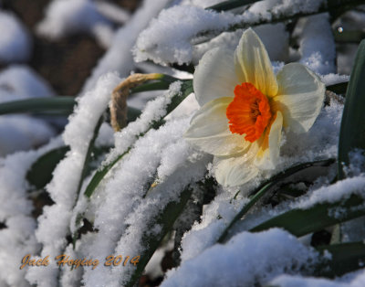 Late Winter Snow on the Daffodil Narcissus