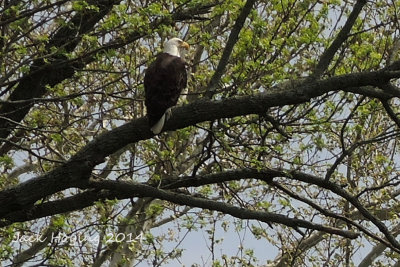 Bald Eagle on Loramie Creek
